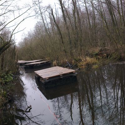 Mehrere Schwimmkörper-Elemente aus Holz schwimmen, noch nicht verbunden, im Moor an der Stelle, an der die neue Brücke gebaut werden soll.