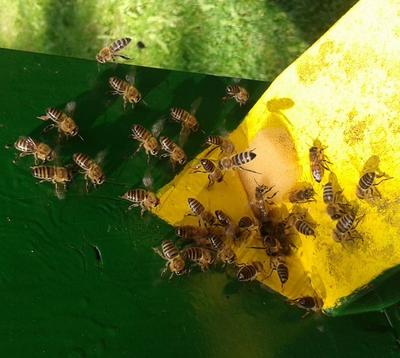 Bienen-Lehr- und Schaugarten Ahrensburg e.V.